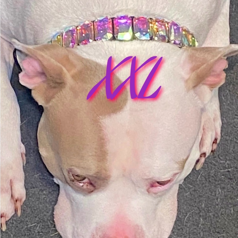 Colorful Gemstone Dog Collar